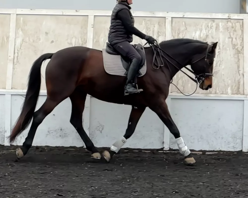 Jumpers | Warmblood Sales